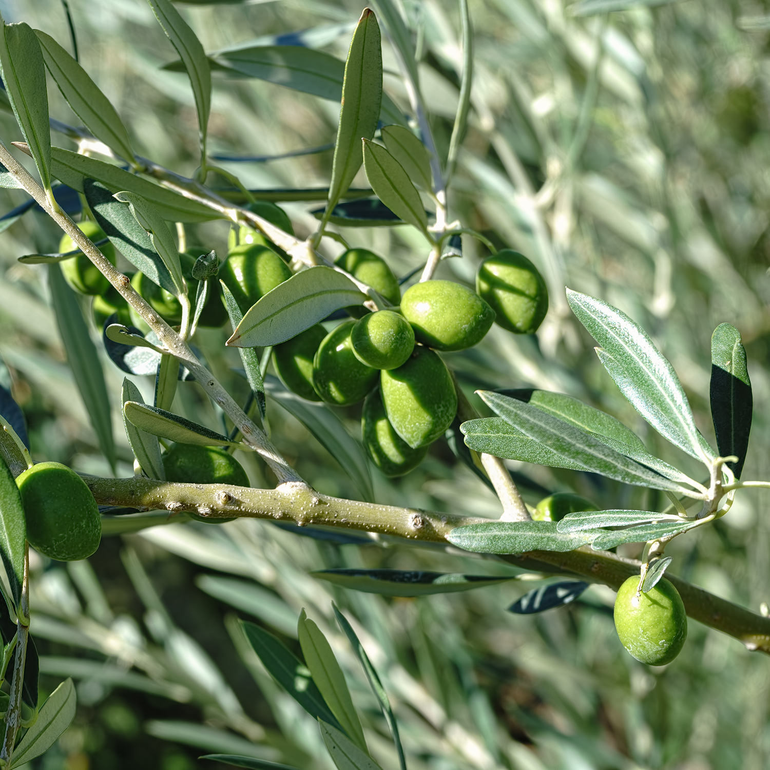Olive Lucy Melgarejo Hojiblanca Extra Virgin Olive Oil