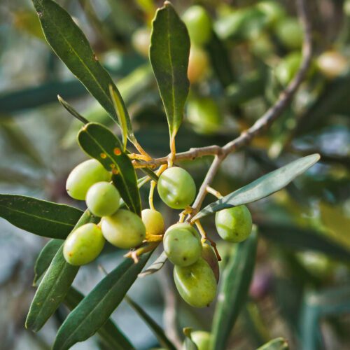 Olive Lucy - Chenoui Extra Virgin Olive Oil